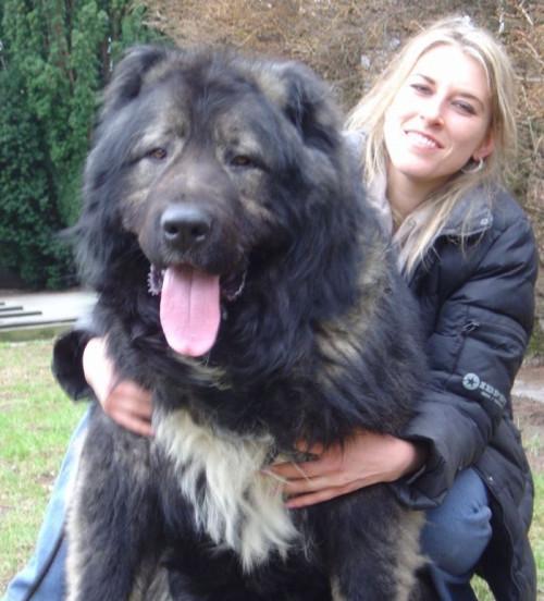 高加索犬饲养全攻略（从喂食到训练，教你如何做一名优秀的高加索犬饲养者）