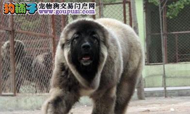 高加索犬螨虫病（高加索犬螨虫病的症状表现和治疗方法）