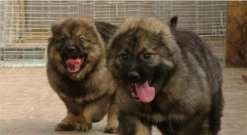 南方高温下的高加索犬养殖注意事项（以宠物为主的南方高温养殖技巧）