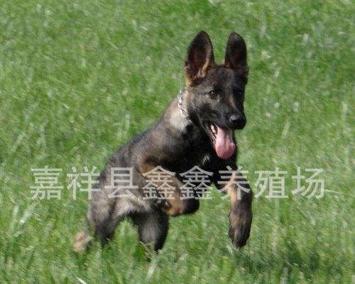 格力犬生病了怎么办？（掌握这些关键信息，让你的宠物健康无忧）
