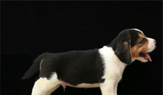 比格犬幼犬洗澡注意事项（宠物爱护，安全第一）