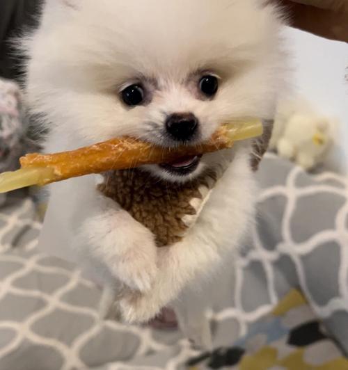 博美犬洗澡的方法和注意事项（宠物的健康需要关注，让博美犬洗澡更健康）
