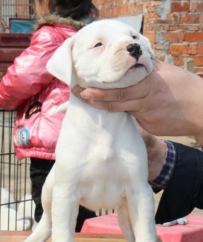 给杜高犬洗澡的注意事项（让你的宠物在洗澡时感到安全和舒适）