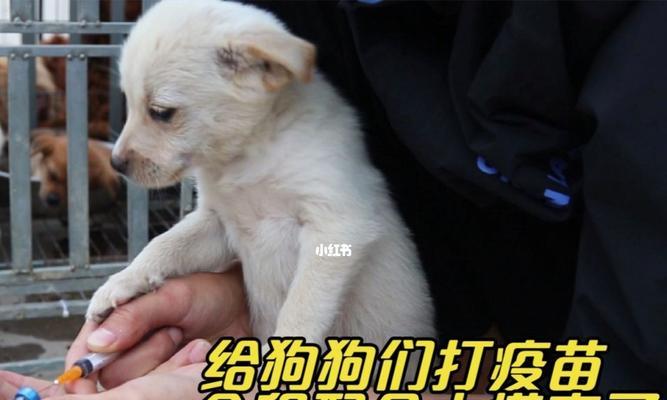 狗狗打完疫苗后，这些事情一定要注意！（宠物健康是我们的责任，预防措施万无一失）