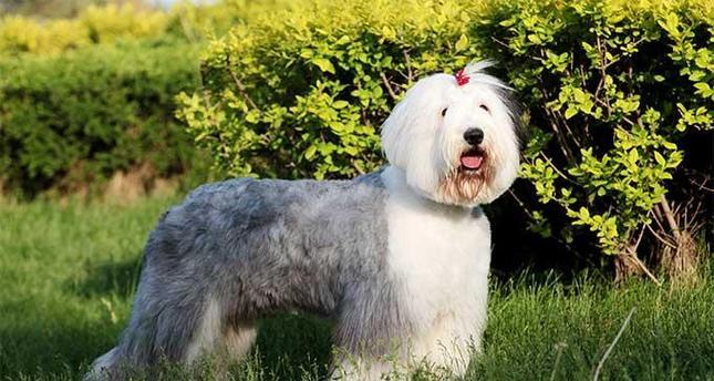 古代牧羊犬的钙营养需求（注意事项与补钙方法）