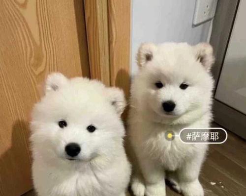 萨摩耶幼犬断奶指南（宠物饲养要点、健康成长、喂食指南）