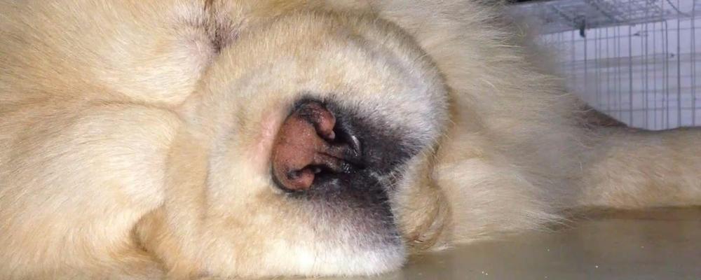 如何给你的松狮犬清洗口腔和牙齿（家中宠物牙齿清洁的必要性和方法）