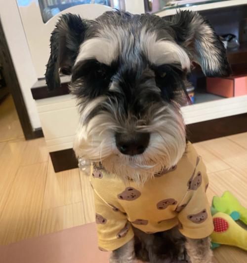 雪纳瑞狗狗洗澡全攻略（如何为你的爱犬做好洗澡准备？）