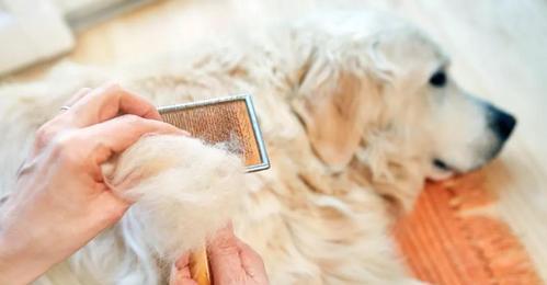 爱犬常常梳毛，远离皮肤病（毛发清爽，犬病远离；常梳不费力，健康享一生）