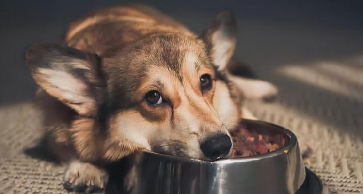 狗狗过食不消化，你需要知道的一切（了解狗狗过食不消化的症状及应对方法，让爱宠健康成长）