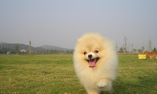 为什么狗狗的毛发不好？（探究狗狗毛发不好的原因及解决方法。）