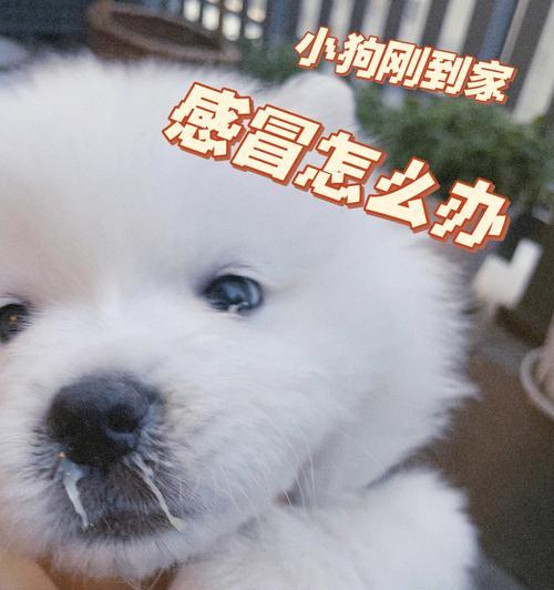 狗狗感冒的疾病预防与治疗（探究引起狗狗感冒的疾病及其传播途径）