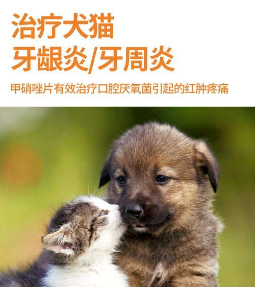 狗狗患上牙龈炎的症状与治疗（了解牙龈炎，保护宠物健康）