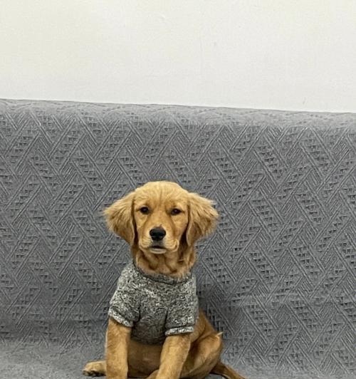 狗狗也有情绪?探讨金毛犬生气现象(了解宠物情绪的重要性,金毛犬也会像人一样生气吗?如何应对?)