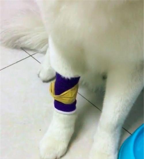 如何正确洗爪子，让狗狗回家舒适（以宠物为主，从遛弯到回家全程解析，）