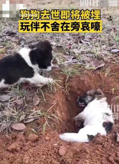 狗狗为何喜欢在地上刨来刨去？（揭秘狗狗刨地行为的真实含义）
