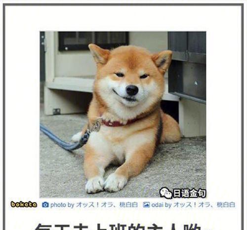 狗狗夏日清凉秘笈（宠物护理小妙招，让狗狗夏日无忧）