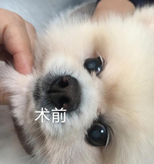 宠物也会患白内障，了解这些防范措施！（以狗狗为例，白内障的成因、症状与治疗方法）