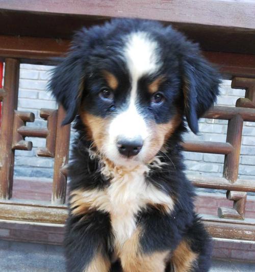 如何进行伯恩山犬的口腔护理（掌握正确方法，让狗狗健康快乐生活）