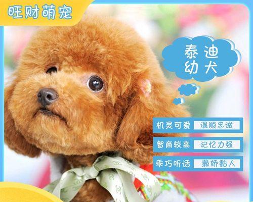 赛场上的贵宾犬美容护理（从头到尾，完美呈现！）