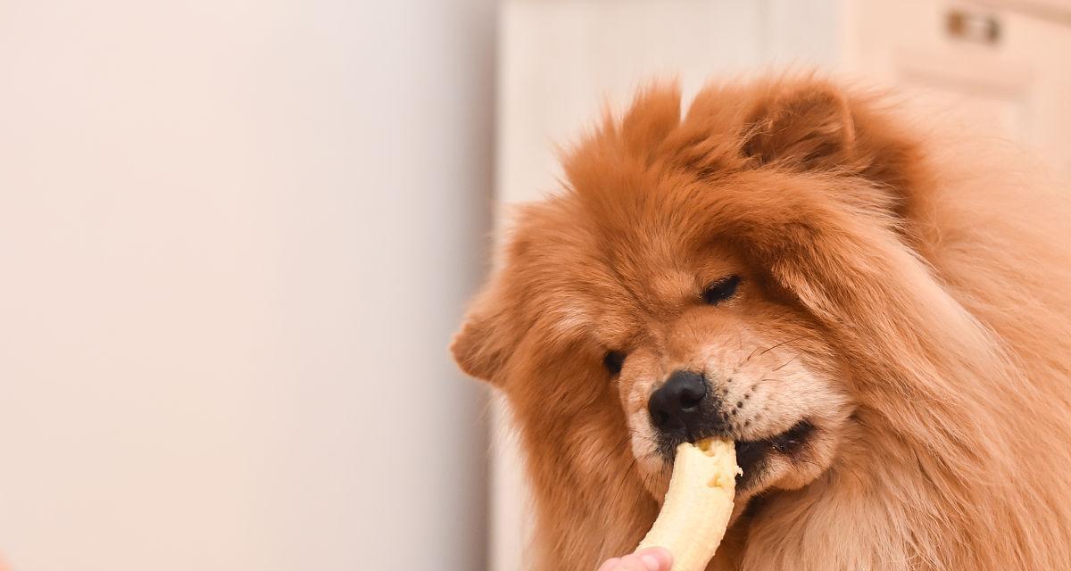 狗可以吃香蕉吗？（探究狗吃香蕉的益处与弊端。）