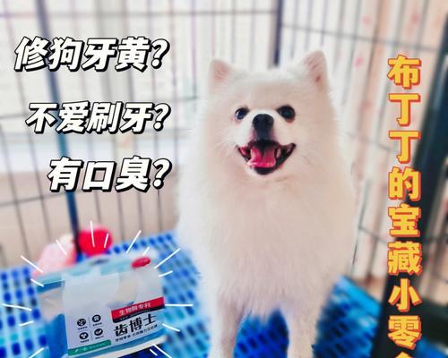 治疗宠物口臭的正确方法（找准原因再治疗，让爱宠重拾健康呼吸）