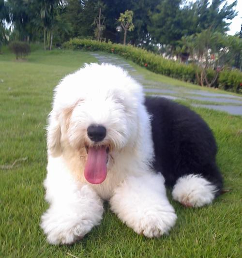 养以古牧犬，像多了一个孩子（以古牧犬的养护方法和注意事项）
