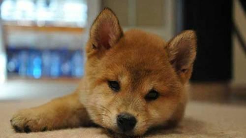 如何有效清除以古牧犬泪痕（宠物护理技巧分享，告别泪痕问题）