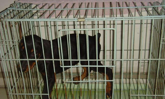 杜宾犬电影经典回顾（以宠物为主的电影作品推荐）