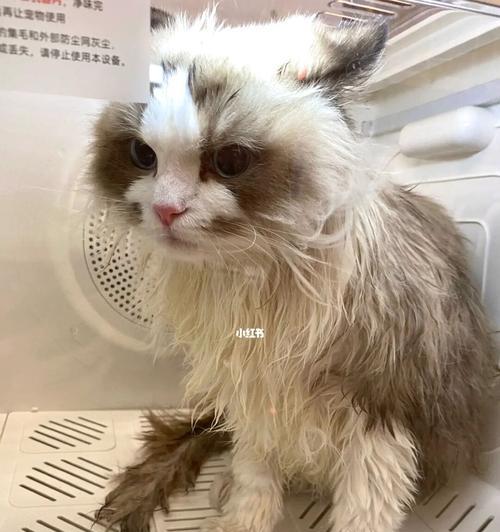 宠物猫咪的清洁护理要点（从毛发到爪子，了解猫咪的清洁之道）