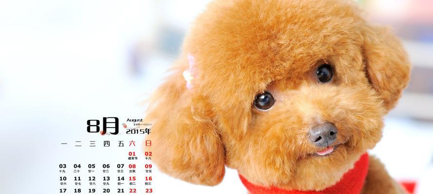 贵宾犬——名贵宠物的代表（了解贵宾犬的品种特点和市场价格）