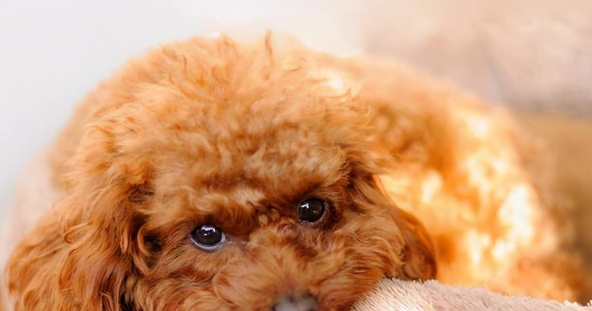 贵宾犬不断舔毛的原因解析（揭秘贵宾犬舔毛的三大原因）