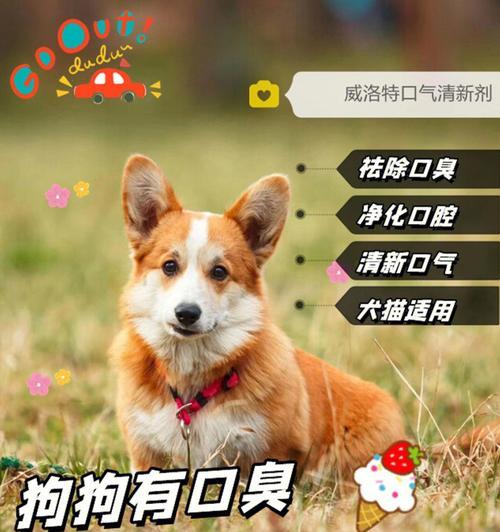 贵宾犬口臭处理方法（如何消除贵宾犬口臭）