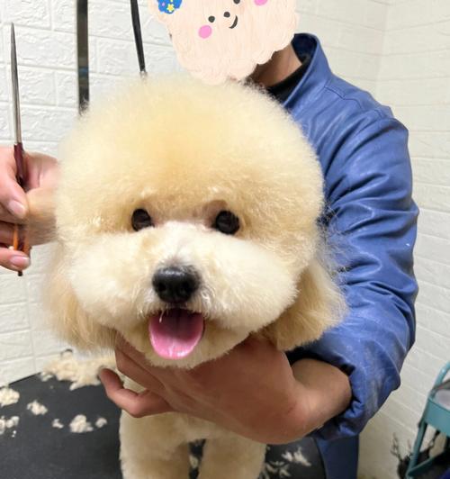 贵宾犬美容护理的注意事项（宠物的美容护理需要谨慎，以贵宾犬为例）