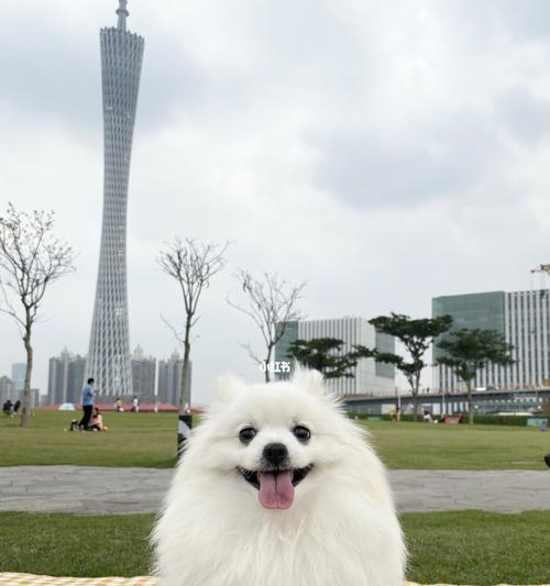 和狗狗一起运动，让生活更健康！（4种主流项目，让你的宠物也成为你的运动伙伴）