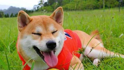 黑狼犬呕吐应急处理指南（如何帮助宠物处理呕吐情况，避免严重后果？）