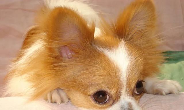 如何正确养护蝴蝶犬——15个小技巧（了解蝴蝶犬的日常生活细节，打造幸福宠物生活）