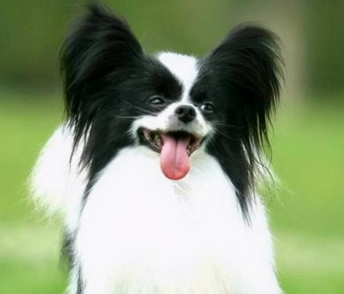 以蝴蝶犬为宠物好不好养？（探究蝴蝶犬的特点和饲养要点）
