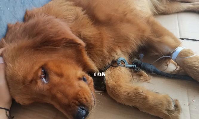 如何辨别狗狗是否患有细小病毒（细小病毒的症状、治疗和预防措施）