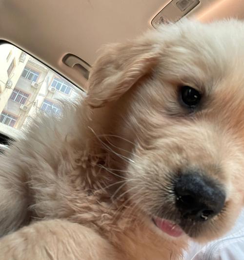 如何应对博美犬胃扩张？（宠物爱好者必读！胃扩张预防与治疗全攻略）