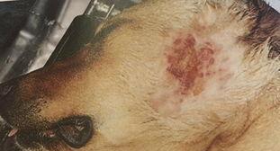 家中宠物遭真菌感染该如何应对？（预防真菌感染的方法和治疗措施，家养宠物更健康）