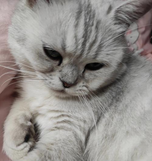 养猫的好处与建议（以家里养猫好吗喜欢猫有何不可呢）