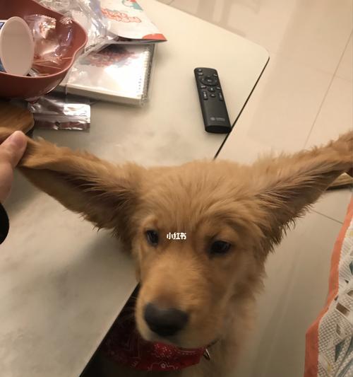 金毛宠物如何去除耳朵臭味（去除金毛耳朵臭味的8种方法）