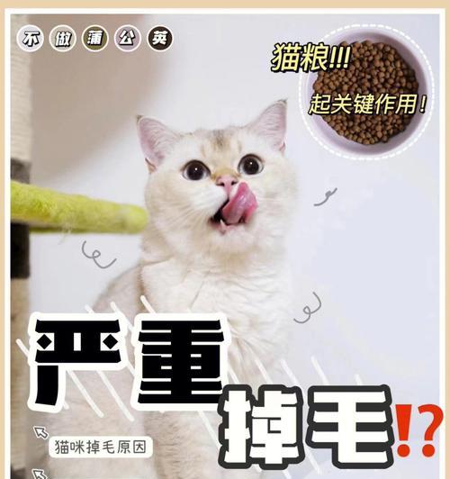 如何应对京巴严重掉毛？（掉毛原因分析及解决方法，宠物主人必看！）