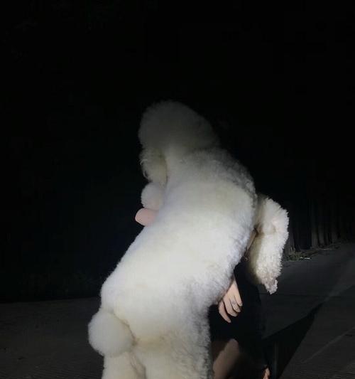 如何轻松养好巨型贵宾（掌握这些技巧，让你的宠物更健康更快乐）