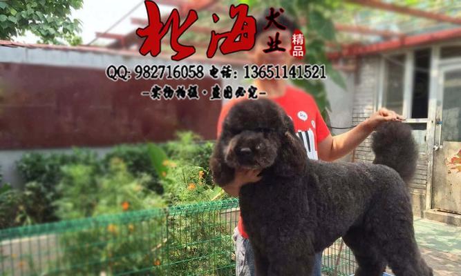 如何减少巨型贵宾犬老是瞎叫唤（探究巨型贵宾犬的叫声原因与解决方法）