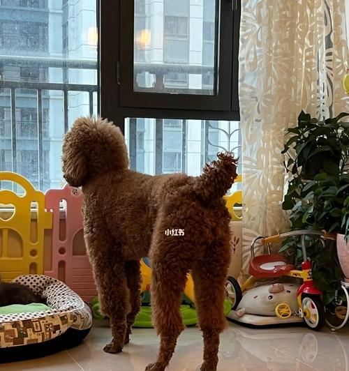 如何应对巨型贵宾犬毛发打结问题（从日常护理到专业修剪，全面解决毛发打结问题）