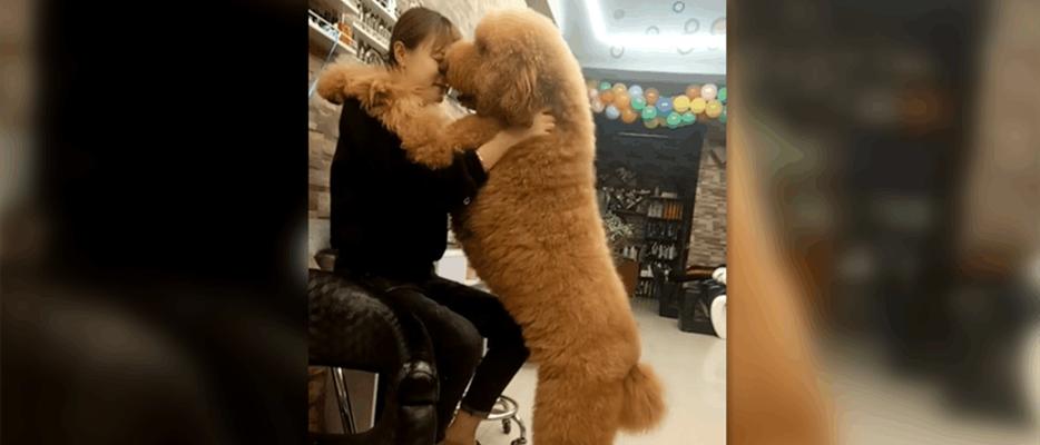 巨型贵宾犬一直舔身上的原因（探究巨型贵宾犬舔身的习惯和行为特点）