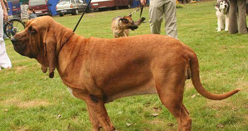 养护卷毛寻回猎犬，从定时定量开始（以宠物为主，让萌宠健康成长）