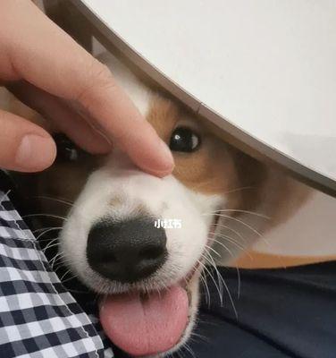 揭开柯基犬便便又臭又软的5大原因（柯基犬饮食与健康的关系）